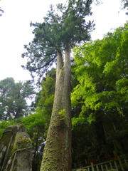 ふた又の 杉の大木 御神木
