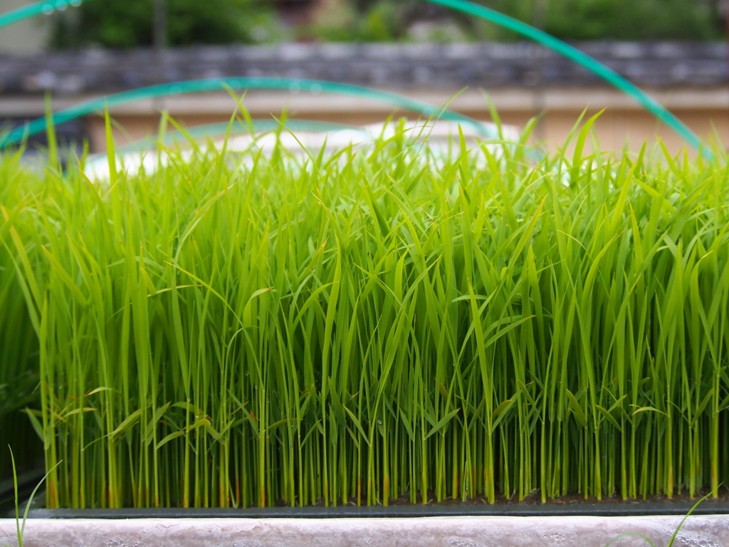 苗代や田植え待つ身の仮住まい