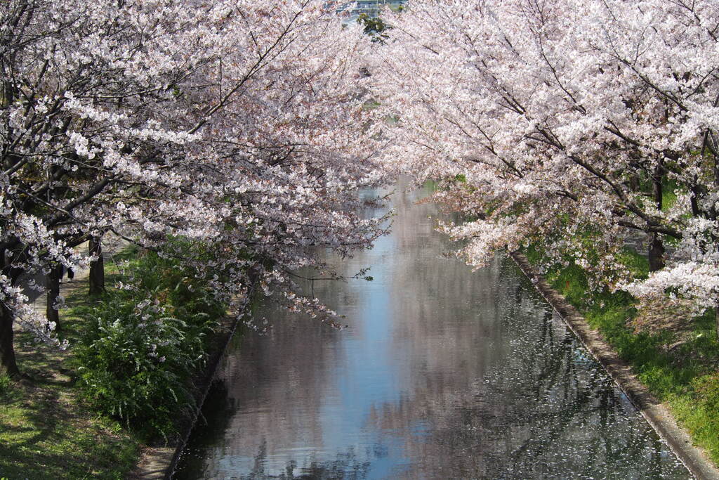 好天や 舟から見たし 桜川