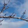 雪被り さくら新芽は 春を待つ