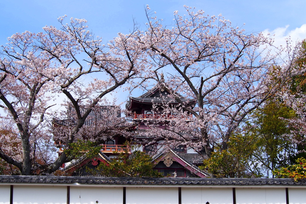 白壁と 桜と天守 春模様