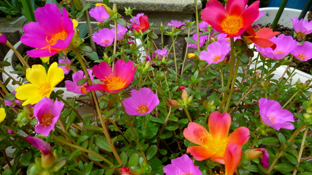 梅雨明けや 心弾ます 道の花