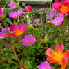 梅雨明けや 心弾ます 道の花