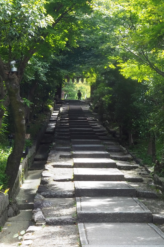 風情あり 緑のトンネル ねねの道