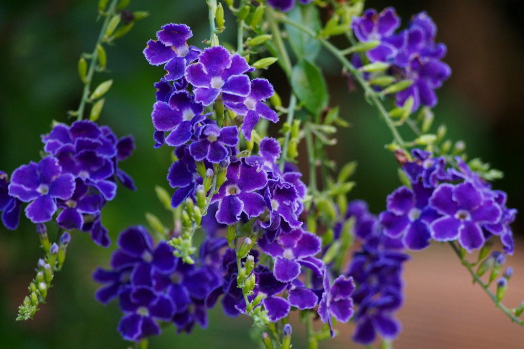 紫に 白の縁とり 秋の花