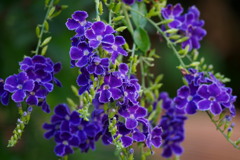 紫に 白の縁とり 秋の花