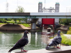 秋の日や 舟見送りし 夫婦鳩