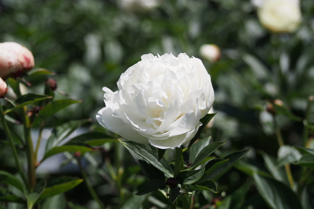 陽光に 白の芍薬 色冴えて