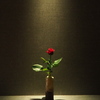 わびさびや 光りと影の 花一輪