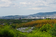 緑あり 桃山丘陵 立夏候