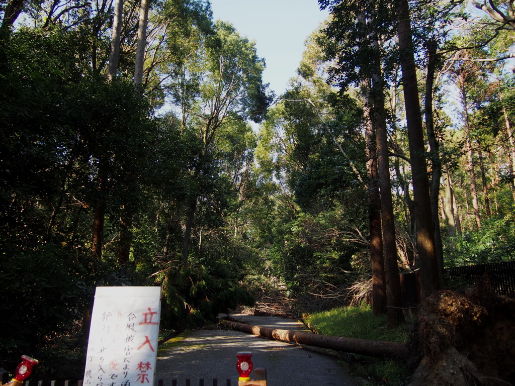 桓武道 未だ倒木 通せんぼ