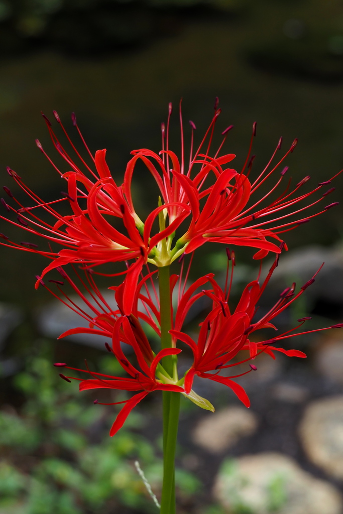 彼岸花 二段重ねの 花開き