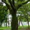 苔覆い緑陰深き連理かな