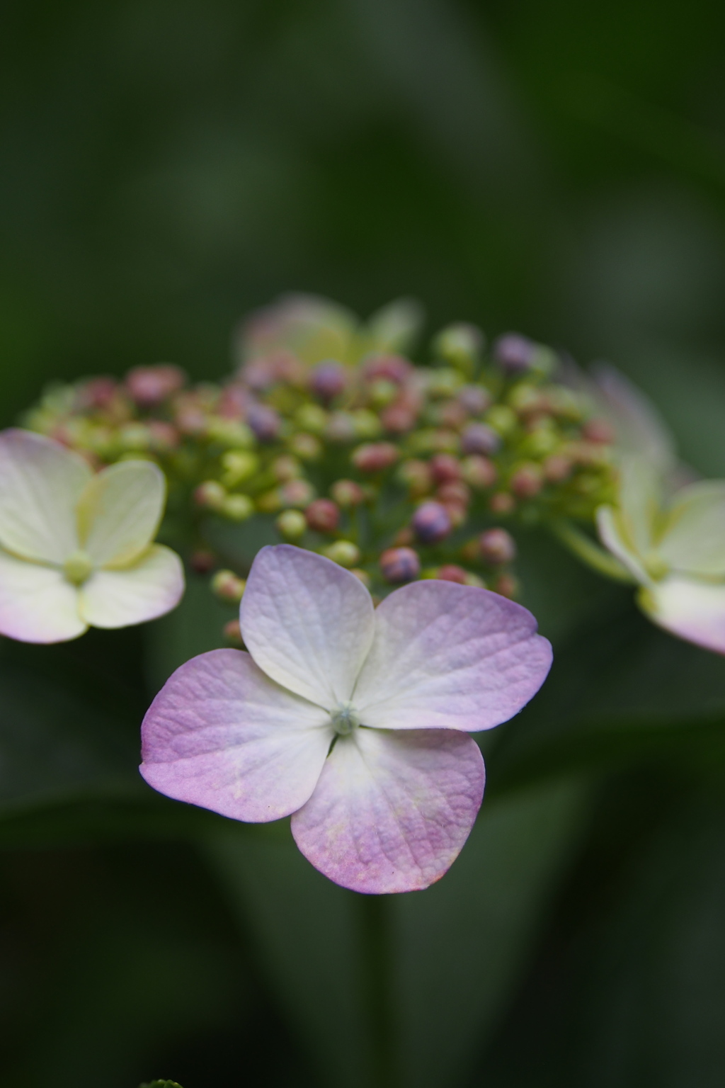 紫陽花や 乙女のごとし 優し色