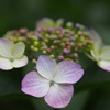 紫陽花や 乙女のごとし 優し色