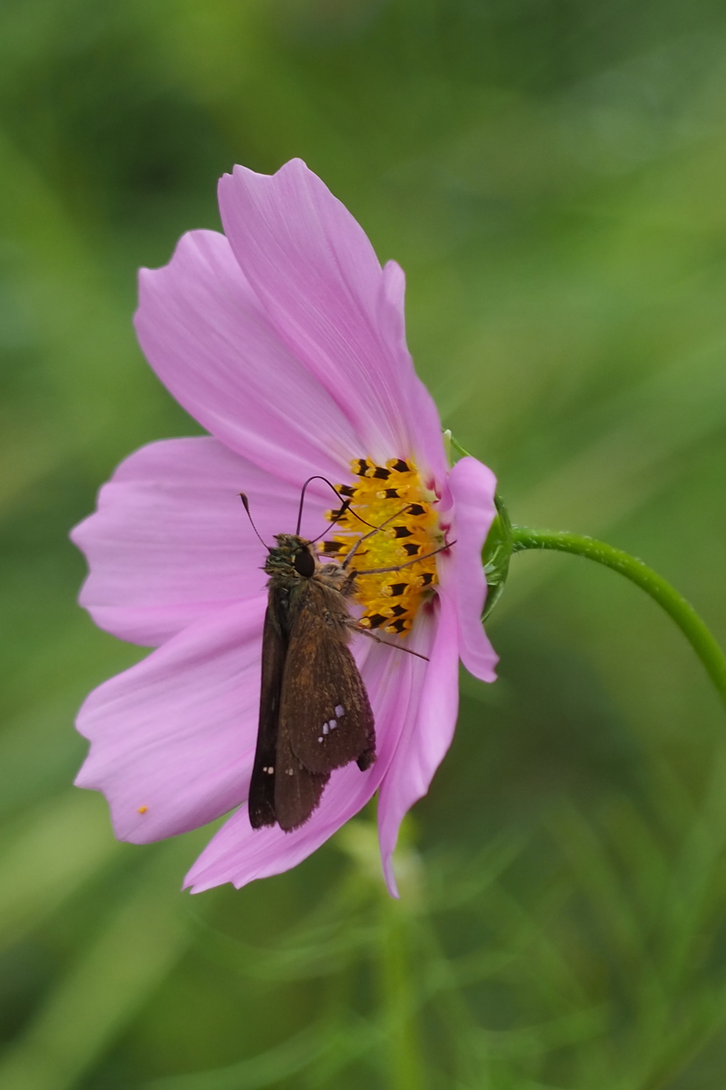 秋風や 相思相愛 花と蝶