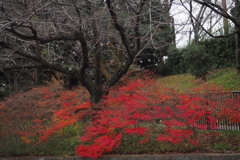 赤き色 ドウダンツツジ まだ燃えし