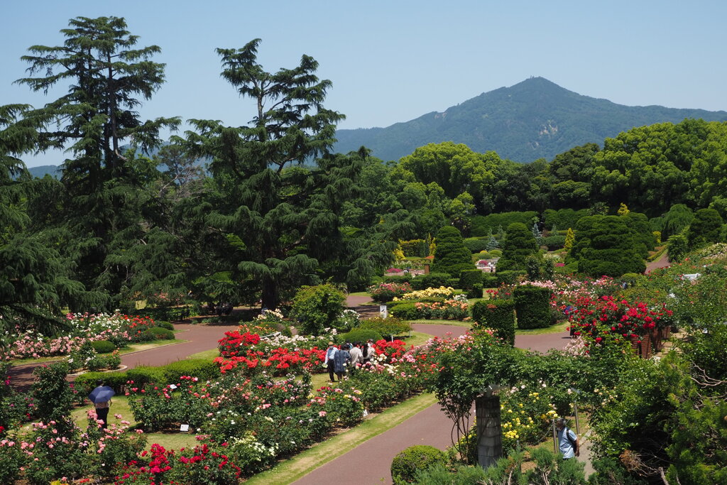 初夏好天 比叡借景 バラの園