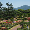 初夏好天 比叡借景 バラの園