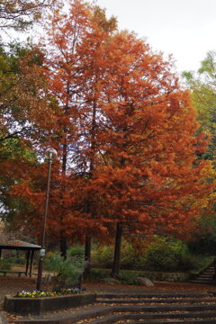 公園の シンボルツリー 紅き色