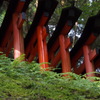 山巡り 鳥居彩る 夏の草