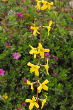 春の花 枝垂連翹 一列に