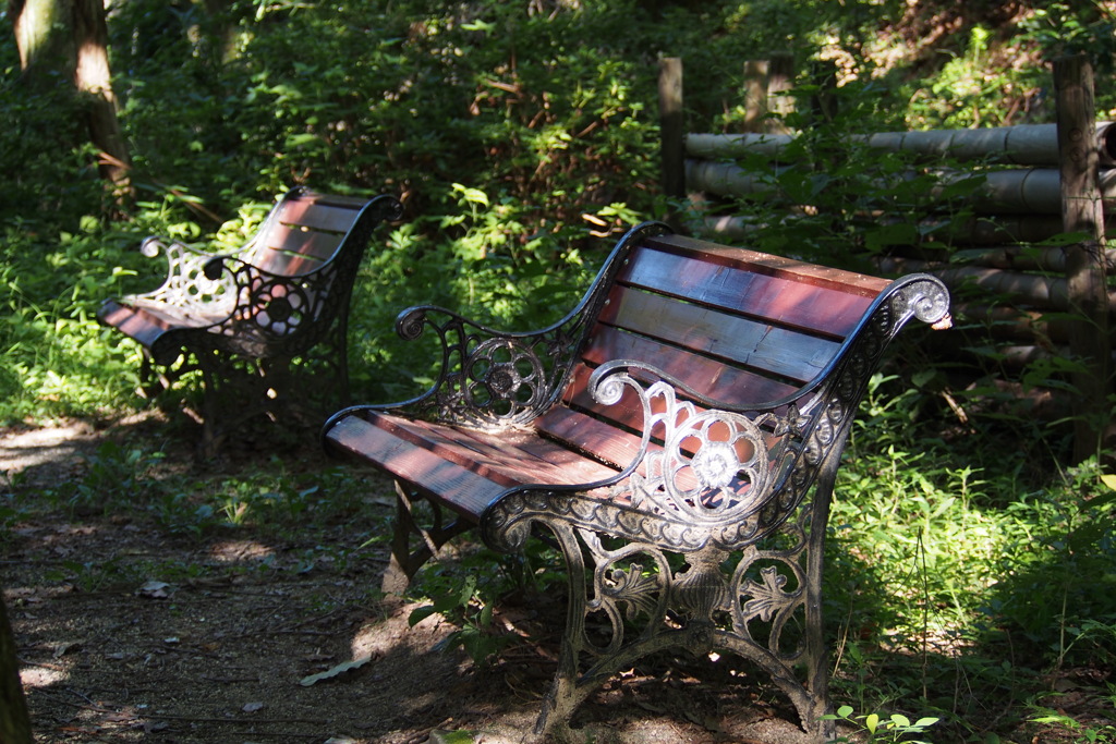 朝陽射す 木陰のベンチも 熱持ちて