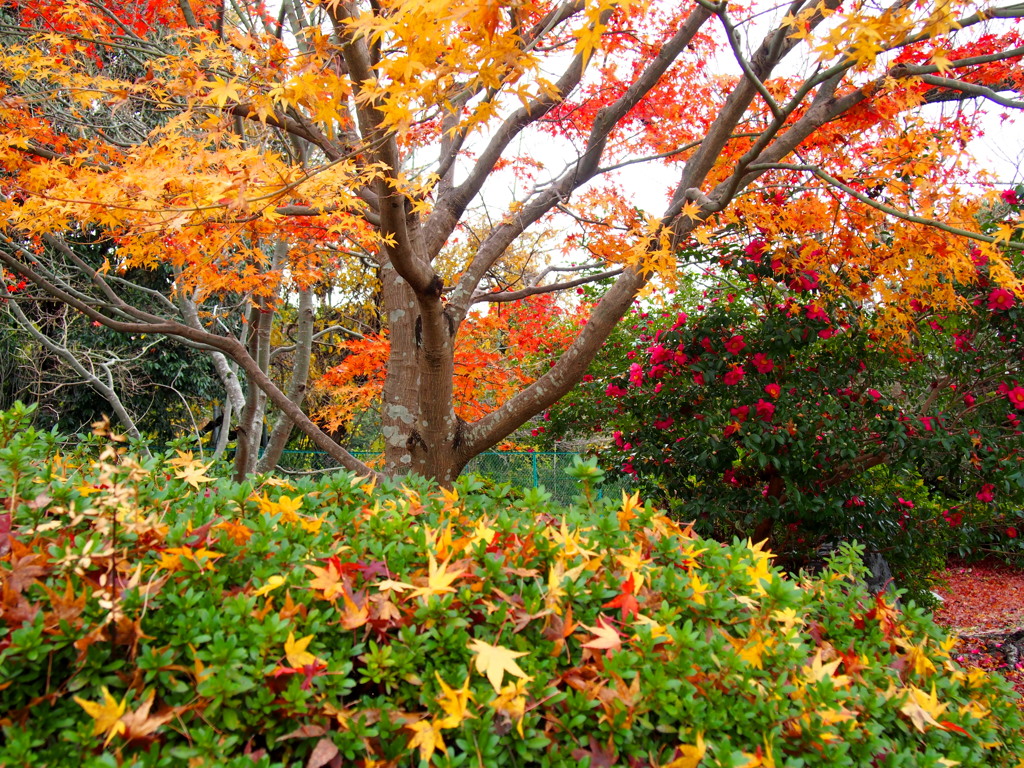 城公園 もみじ・山茶花 色落ち葉