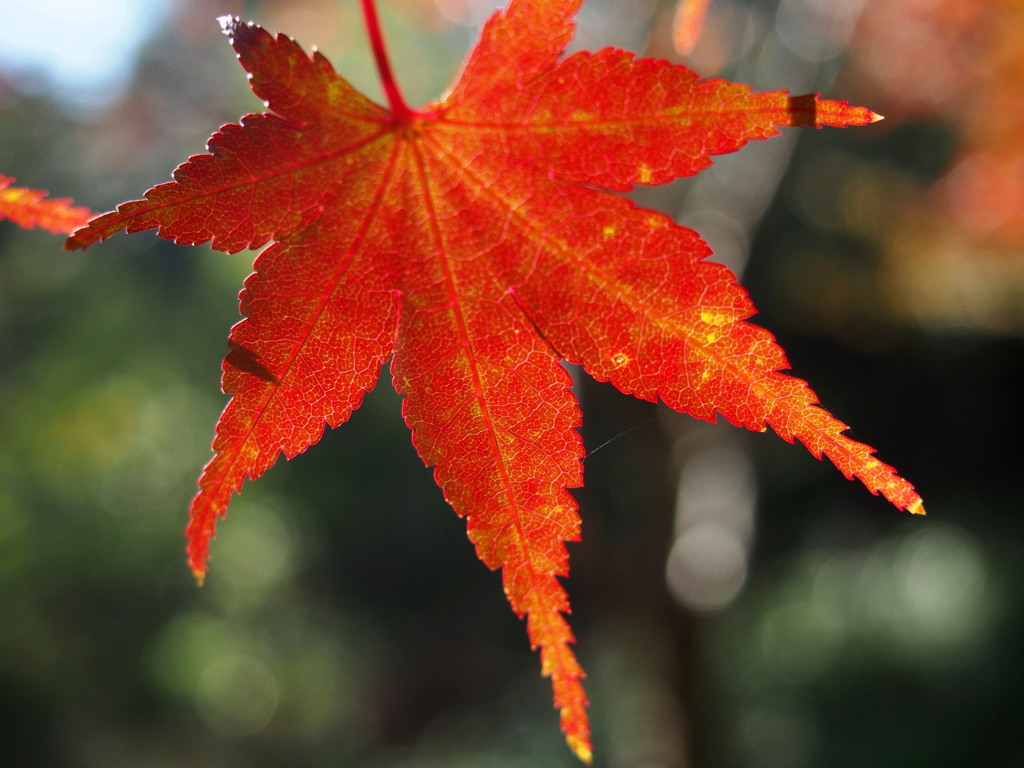 陽を透かし 葉脈くっきり 紅葉かな