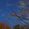 冬晴れに センダン木の実 アクセント