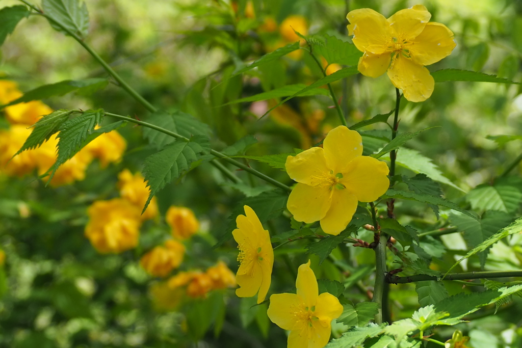 ヤマブキは 一重も八重も 揃い咲き