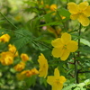 ヤマブキは 一重も八重も 揃い咲き