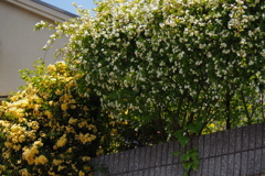 生垣は 木香薔薇の バイカラー