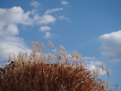 天気良し 空に映えしや 冬すすき