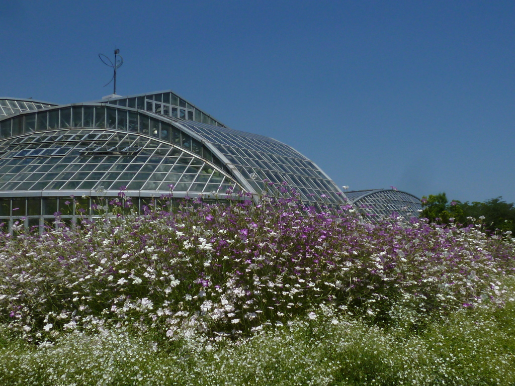 青空と 初夏の花たち お出迎え