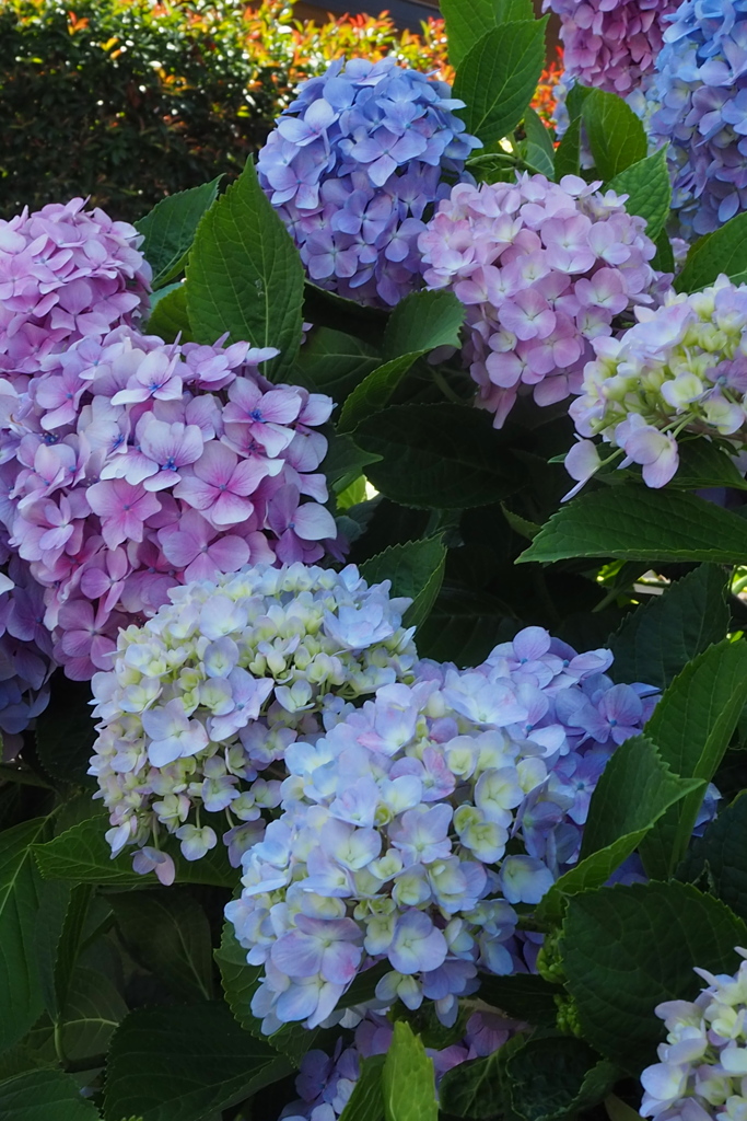 紫陽花や 色の並びか 変化中