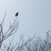 枝の先 鳥は何見る 監視役