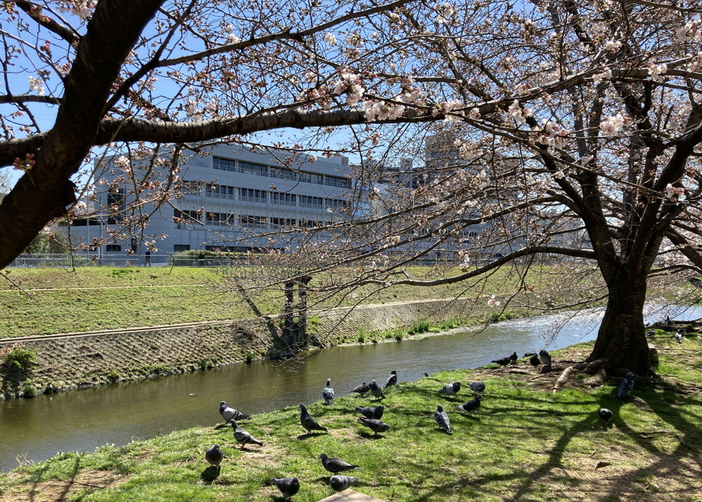 春陽ざし さくら開花や 鳩憩ふ