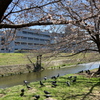 春陽ざし さくら開花や 鳩憩ふ