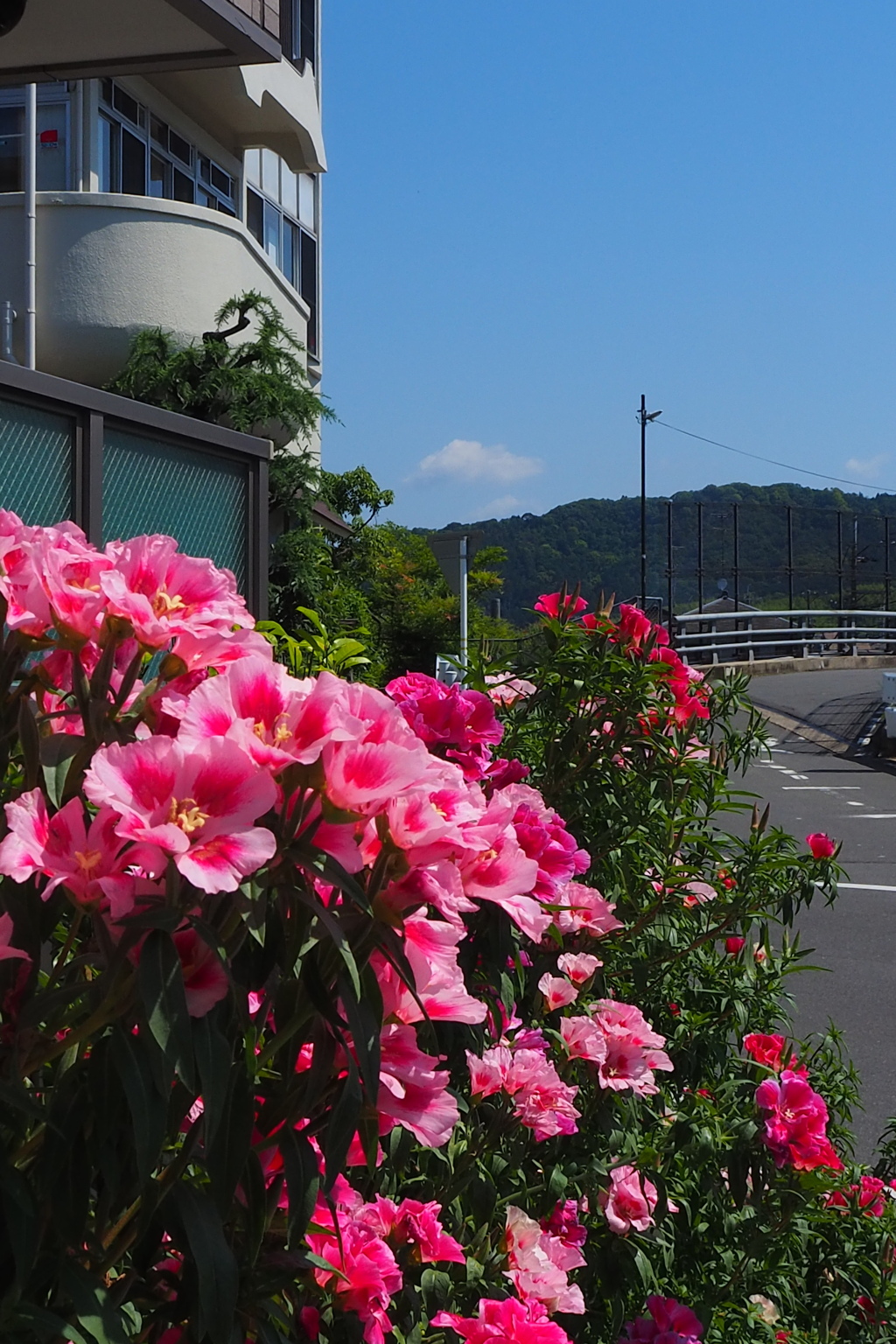 鮮やかや しゃくなげアピール ウォーク道