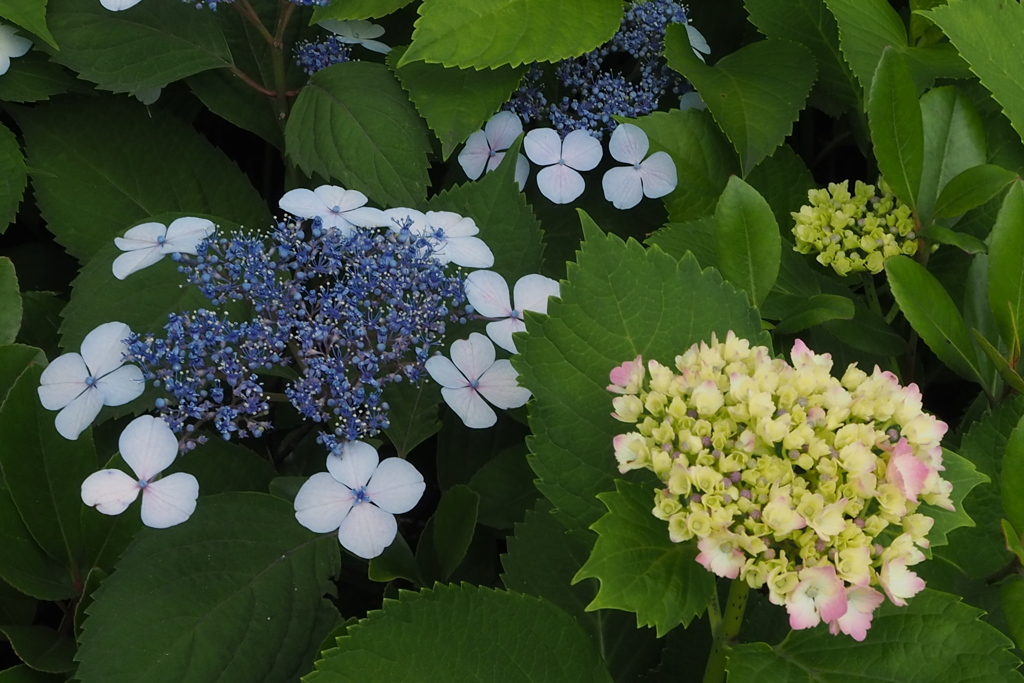 紫陽花は 日毎変化や 今淡き