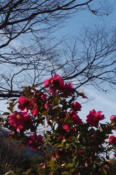 凛として 山茶花青空 色冴えし