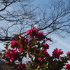凛として 山茶花青空 色冴えし