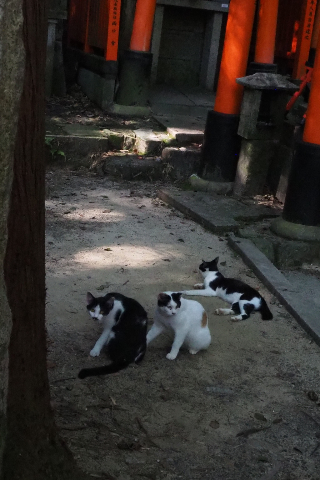 誰か来た？三匹の猫 見張り中