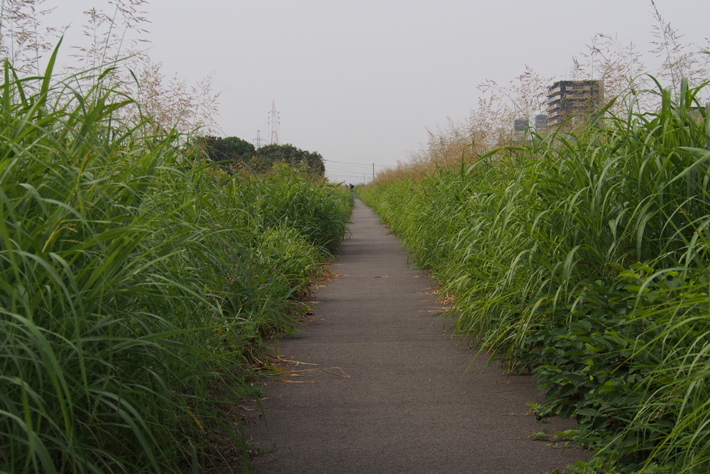 草熱れ（くさいきれ）堤防の道 息詰まり