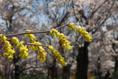 春陽さす 桜バックに トサミズキ