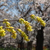春陽さす 桜バックに トサミズキ