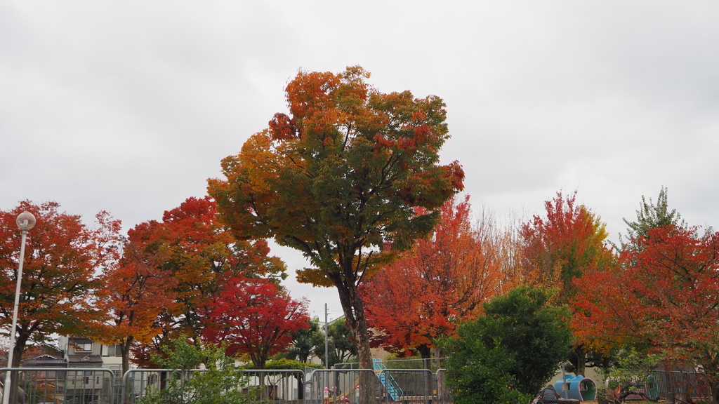 町公園 紅葉名所か 鮮やかや