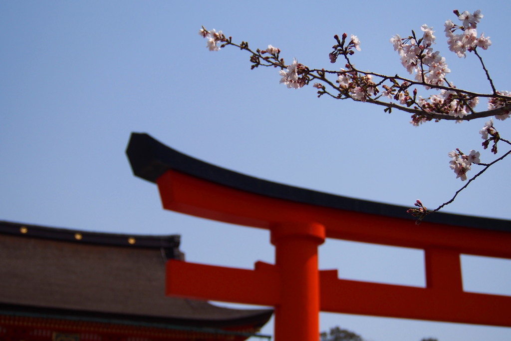 青空に 桜と鳥居 パラレルや