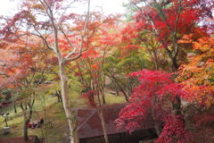 秋深し もみじ公園 ときめきて①